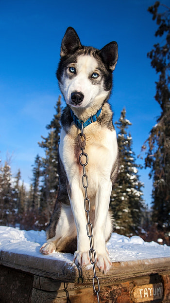 Husky Dog, Husky Pet Dog HD phone wallpaper