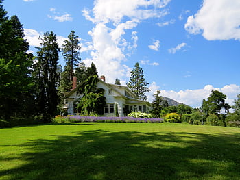 Idyllic countryside house surrounded by lavender and greenery under a bright blue sky. HD wallpaper
