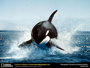 Orca breeching the water, whale, orca, animals HD wallpaper