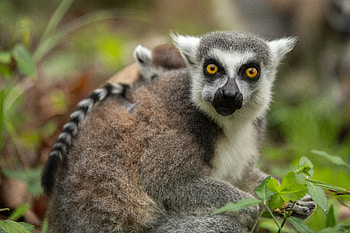 Animals, Food, Grass, Young, Lemur, Joey HD wallpaper