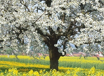 Spring, peaceful, beauty, spring time, white, house, landscape, beautiful, grass, tree, field, green, view, clouds, nature, sky, lovely, splendor HD wallpaper