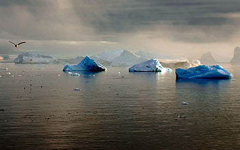 Nature, Bird, Flight, Gloomy, Antarctica, Drift, Drifting, Glaciers HD wallpaper
