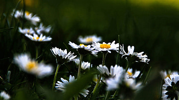 Flowers, Camomile, Plant, Macro HD wallpaper