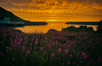 Nature, Flowers, Sunset, Shore, Bank, Norway, Bay, Archipelago HD wallpaper