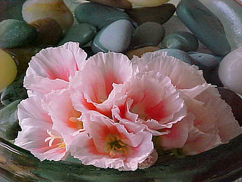 Petals and pebbles, pebbles, pink, flowers, group HD wallpaper