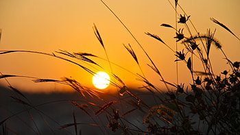 : Hot Sunset. Grass. Summer. Ultra HD wallpaper