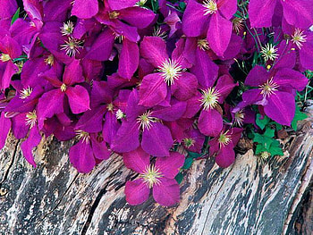 clematis, purple, wood, liana HD wallpaper