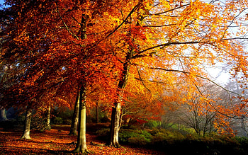 Autumn tree , Nature's beauty, perfection, Tranquil scenes HD wallpaper