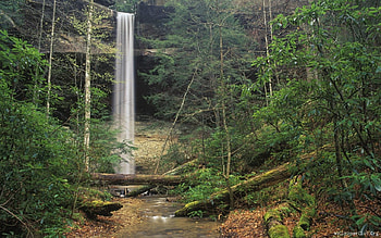 waterfall, nature, forest, beauty HD wallpaper