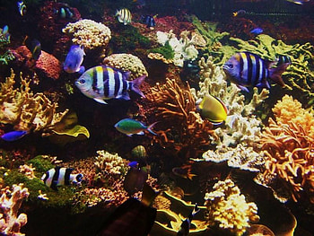 SALT WATERFISH, salt, fish, tank, water HD wallpaper