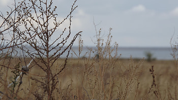Nature, Grass, Bush, Field, Dry, Withering HD wallpaper