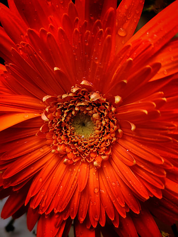 Orange flower, petals, close up HD phone wallpaper