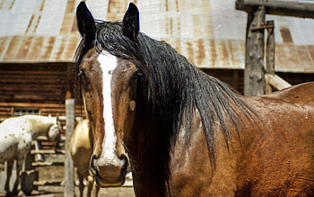 Animals, Muzzle, Sight, Opinion, Mane, Horse HD wallpaper