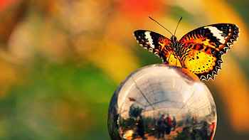 Yellow Red Black Dots Lines Design Butterfly On Ball Metal In Colorful Background Butterfly HD wallpaper