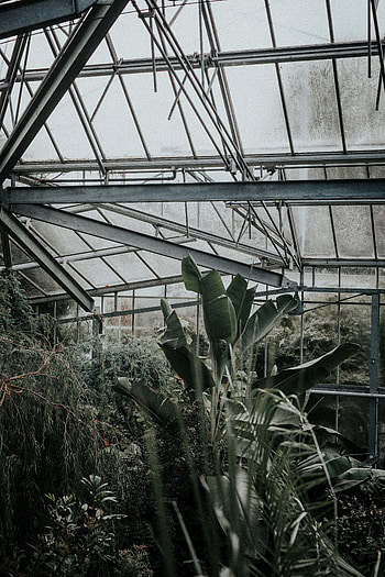 Plants, Miscellanea, Miscellaneous, Exotic, Greenhouse HD phone wallpaper