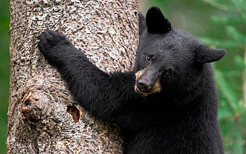 Animals, Wood, Tree, Bear, Color, Embrace, Wool, Hug HD wallpaper