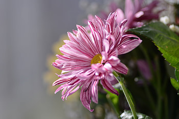 Flower, plant, leaf, nature HD wallpaper