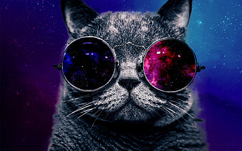 25 Best Ideas about Space Cat on Pinterest | Galaxy cat, Cat . HD wallpaper