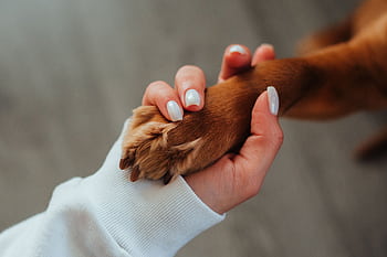 Close-up of a woman's hand holding a dog paw symbolizing trust and companionship. HD wallpaper