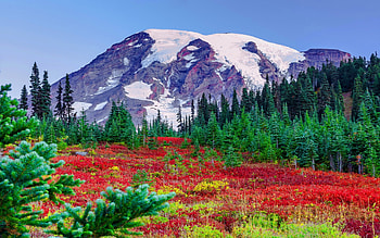 Majestic snowy mountain, majestic, snowy, landscape, paradise, beautiful, grass, nice, mountain, wildflowers, pretty, peak, lovely HD wallpaper