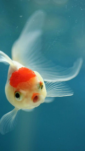 Colorful fish, Underwater beauty, Animal kingdom, Aquatic life HD phone wallpaper
