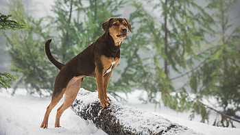 A Dog's Way Home fanart, Movie tributes, Digital illustrations, Heartwarming movie moments HD wallpaper