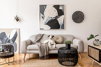 Cozy Dog Moment in Modern Living Room, Animal, dog HD wallpaper
