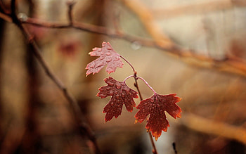 Leaves, Drops, Macro, Branches, Moisture HD wallpaper
