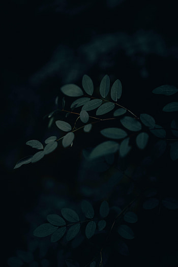 Leaves, Dark, Branch HD phone wallpaper