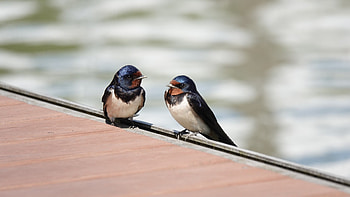 Swallow, Ideal barn host, Conservation efforts, Preservation of birds HD wallpaper