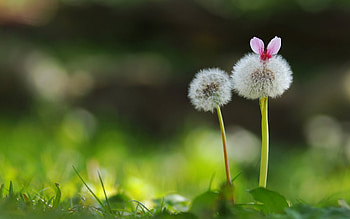 :P, pink, dandelion, flower, ears, cute, funny, nature, fluffy, green HD wallpaper