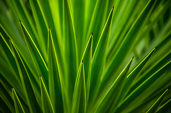 Leaves, Plant, Macro HD wallpaper