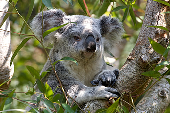 Eucalyptus, Koalas HD wallpaper