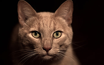 Animals, Cats HD wallpaper