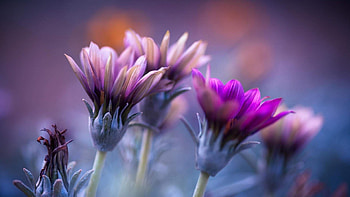 Dark Purple Flowers, purple, natue, blur, flowers, macro, dark HD wallpaper