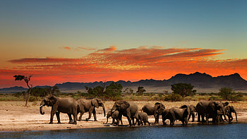 Africa, Safari , African Safari HD wallpaper
