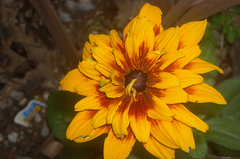 flower, green, red, yellow HD wallpaper