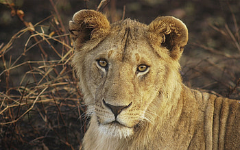 Animals, Young, Muzzle, Big Cat, Lioness, Sweetheart, Nice HD wallpaper