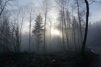 Nature, Trees, Forest, Fog HD wallpaper