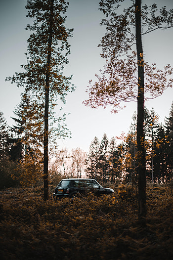 Trees, Mini Cooper, Cars, Car, Mini HD phone wallpaper