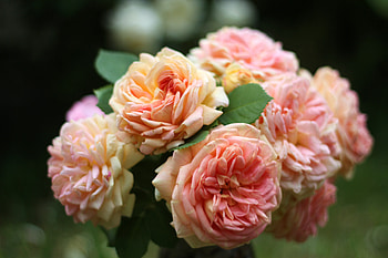 Flowers, Roses, Close-Up, Bouquet HD wallpaper