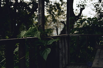 A dark and moody forest scene featuring ivy on a wooden structure. Perfect for natural themes. HD wallpaper