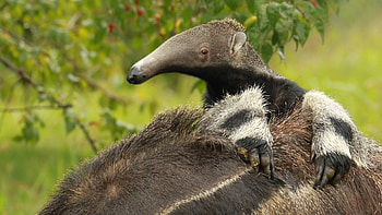 Anteater, Baby , High quality HD wallpaper