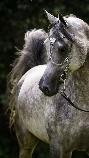 Grey Horse, grey, horse HD phone wallpaper