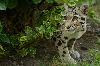 *** Clouded leopard ***, animal, leopard, clouded, animals, wild HD wallpaper