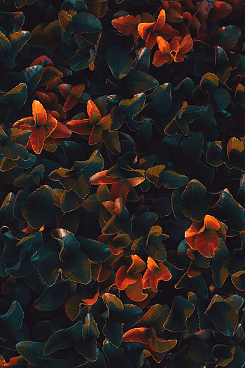 Flowers, Leaves, Plant, Close-Up, Surface HD phone wallpaper