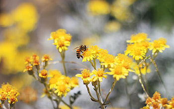 Pollination Bee, flowers HD wallpaper