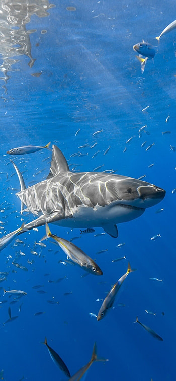 Shark fish, XS Max HD phone wallpaper