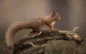 Squirrel, cute, animal, rodent HD wallpaper