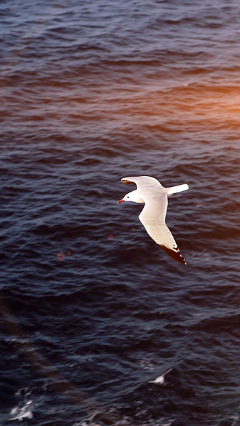 Seagull by the sea, , Oceanic bliss, Nature's allure HD phone wallpaper